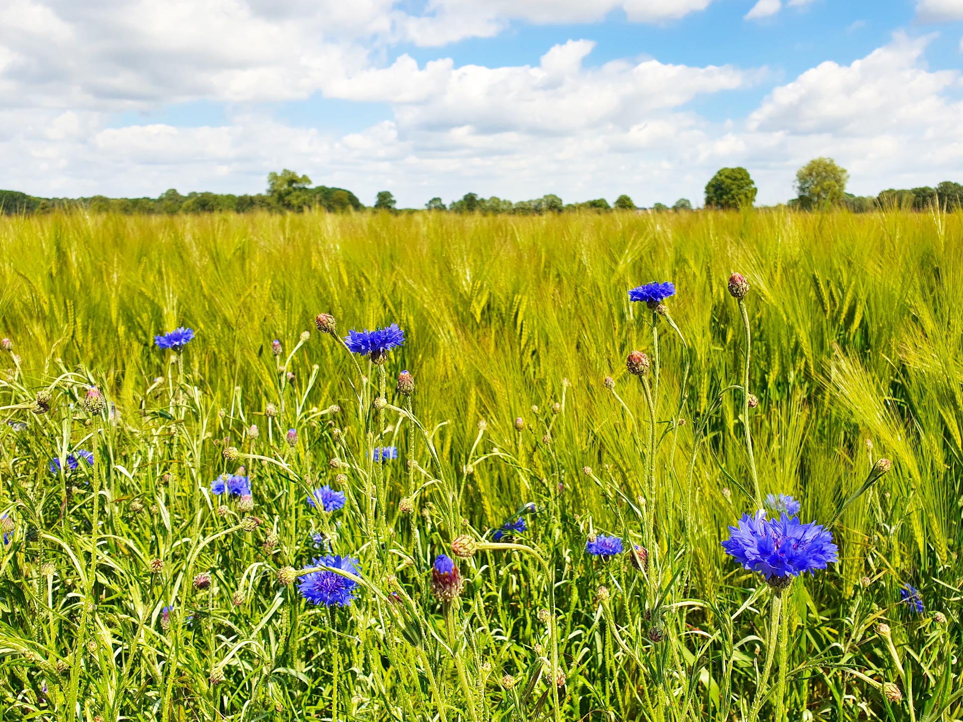 Feld mit blauen Kornblumen