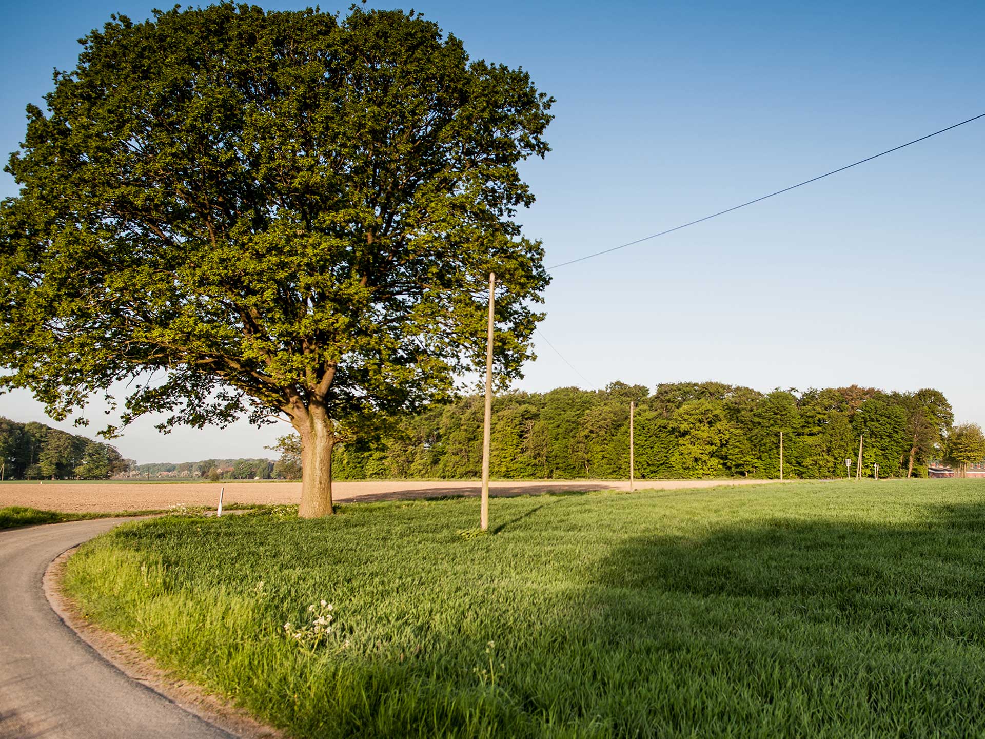 Zufahrtsstraße zum Geflügelhof mit großem Baum
